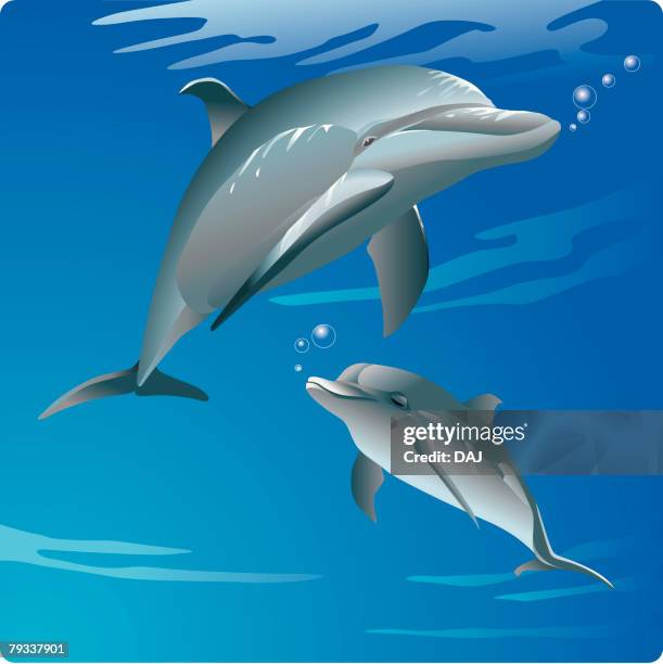 two bottle-nosed dolphins in water, low angle view - bottlenose dolphin stock illustrations