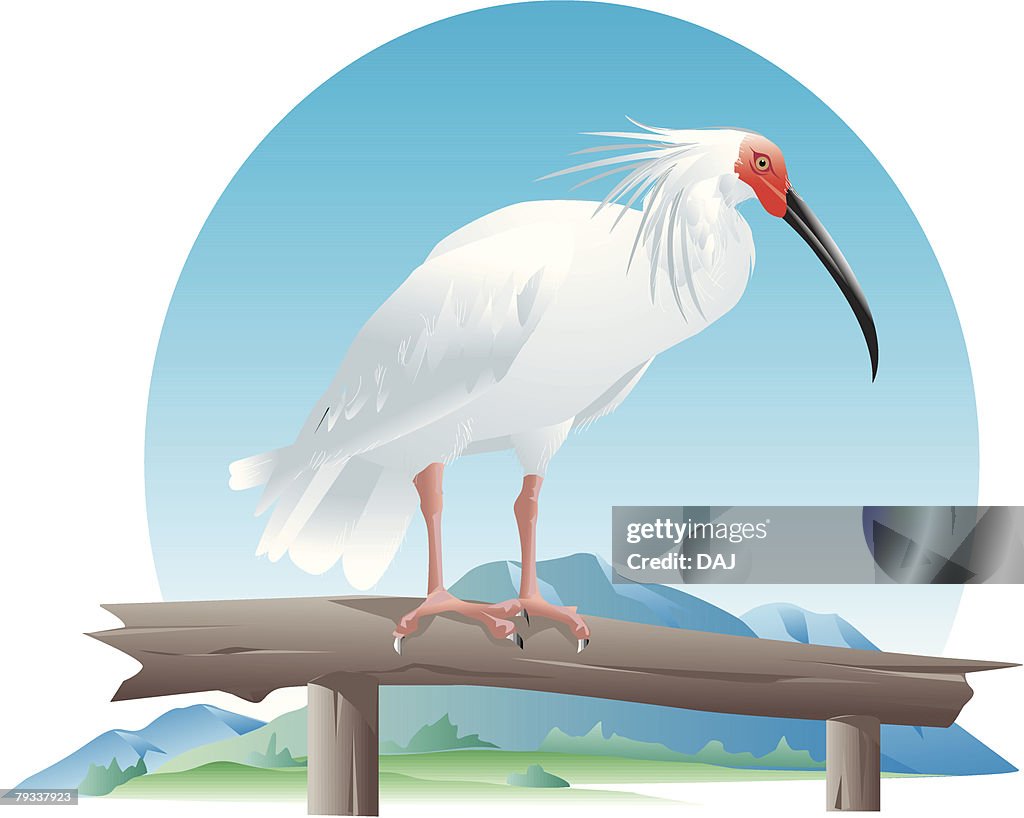 White ibis perching on branch, side view