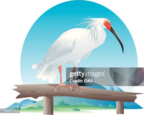 White ibis perching on branch, side view White ibis perching on branch, side view