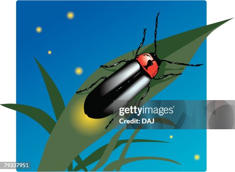 Firefly on leaf at night, front view Firefly on leaf at night, front view