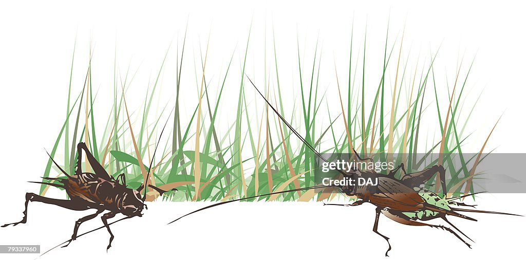 Two crickets in grass, high angle view