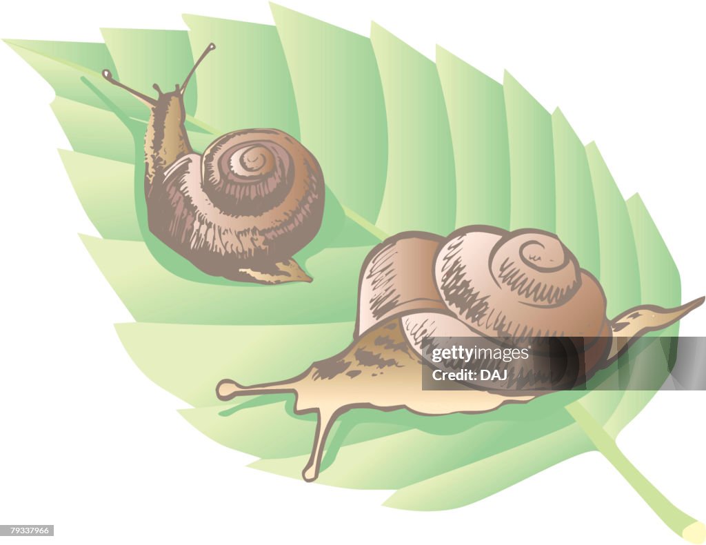 Two garden snails on a leaf, close up