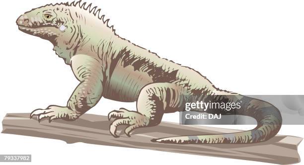 iguana on branch, side view - eigentlicher leguan stock-grafiken, -clipart, -cartoons und -symbole