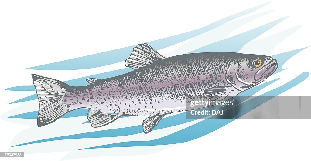 Rainbow trout in water, side view