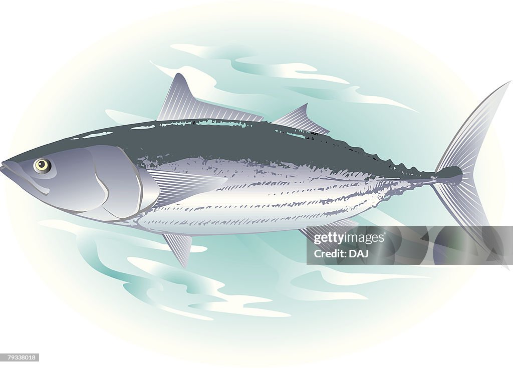 Bonito in water, side view