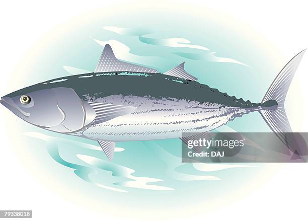 bonito in water, side view - skipjack stock illustrations