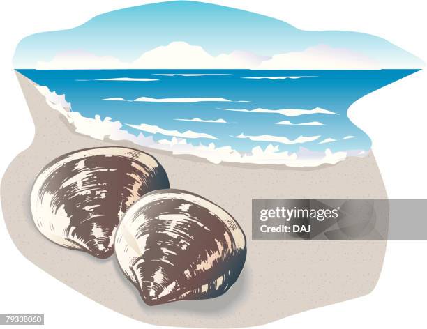 two clams on beach, high angle view - clam shells stock illustrations