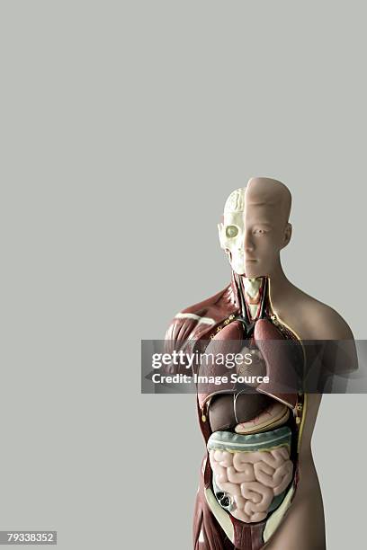 anatomical model - human intestine stock-fotos und bilder