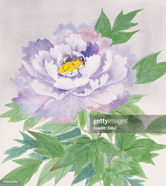 peony, close up - paeonia suffruticosa stock illustrations