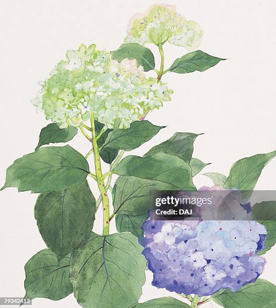 ilustrações, clipart, desenhos animados e ícones de blue and white hydrangeas, close up - rainy season