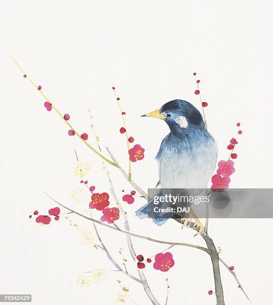 ilustraciones, imágenes clip art, dibujos animados e iconos de stock de thrush perching on branch of plum tree - candida albicans
