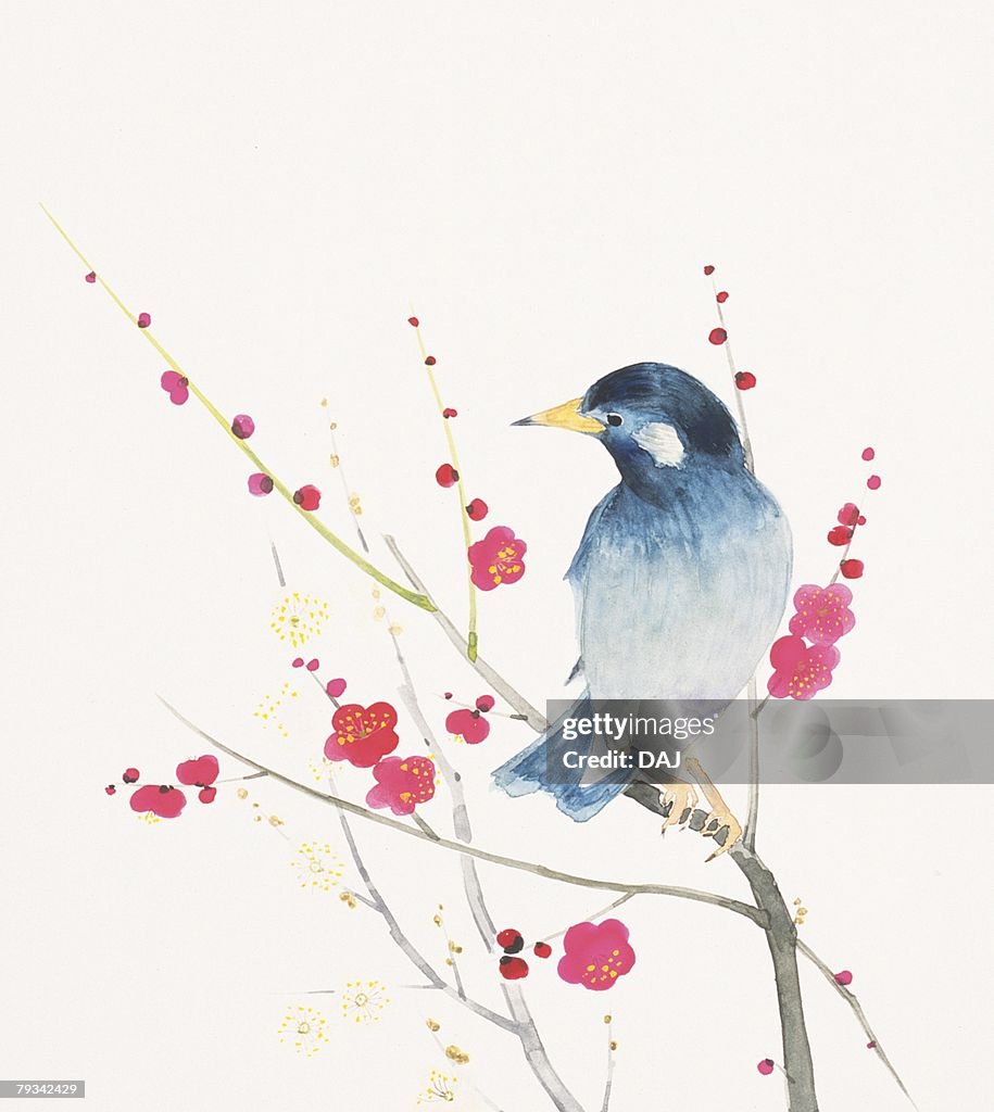 Thrush perching on branch of plum tree