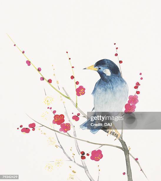 thrush perching on branch of plum tree - japanese tree drawing stock illustrations