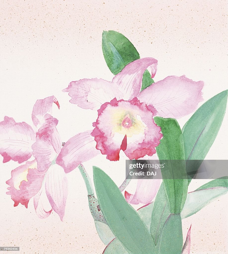 Cattleya, close up
