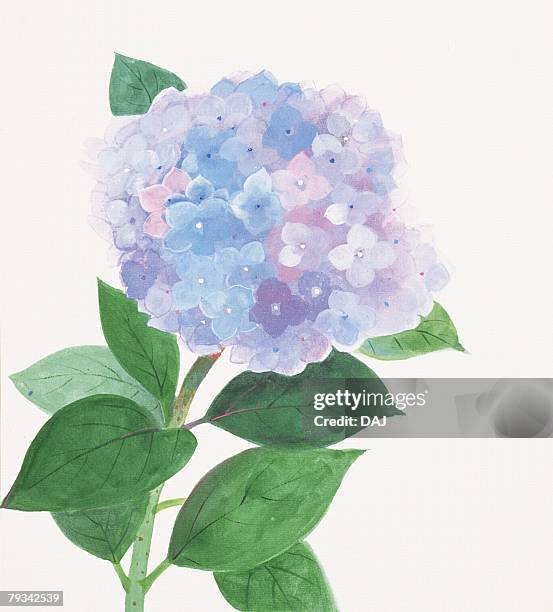 417点のあじさい イラストのストックフォト Getty Images 417点のあじさい イラストのストックフォト Getty Images