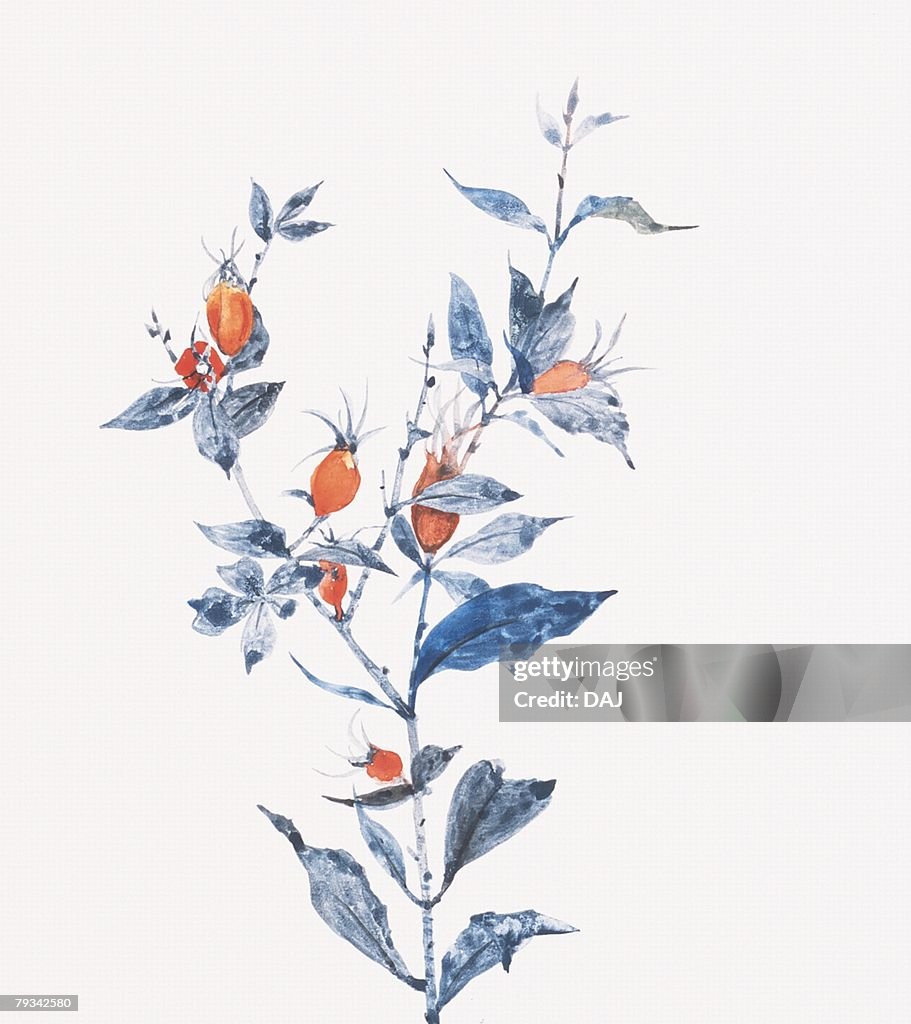 Gardenia fruit