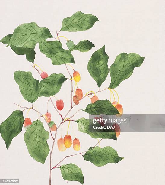 branch of elaeagnus - japanese tree drawing stock illustrations