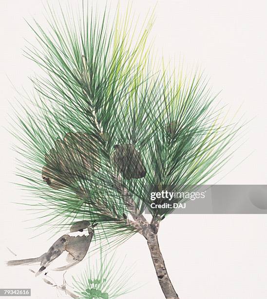 sparrow perching on branch of pine tree - pine tree close up stock illustrations