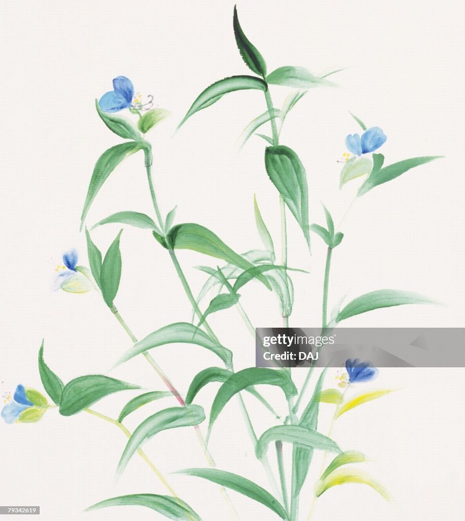 Dayflower