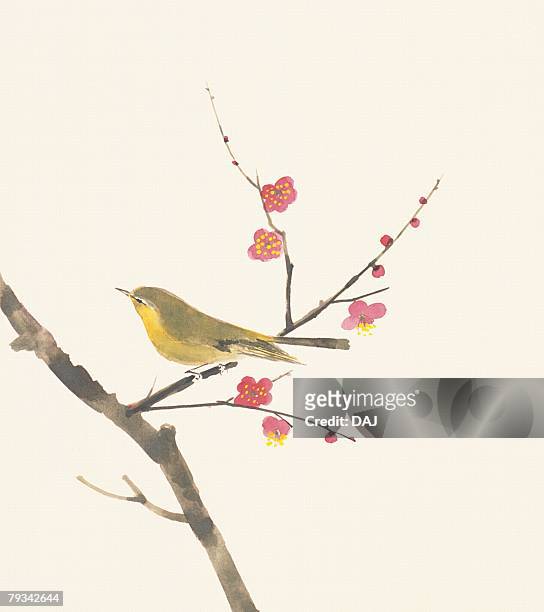 ilustraciones, imágenes clip art, dibujos animados e iconos de stock de a japanese nightingale perching on branch of plum tree - nightingale