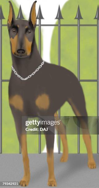 doberman pinscher in garden, front view - doberman stock illustrations