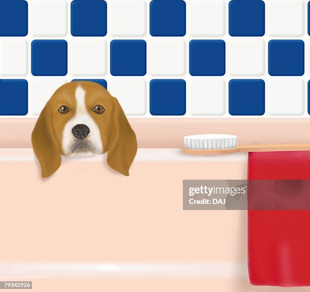 illustrations, cliparts, dessins animés et icônes de beagle in bathtub, front view - carrelage salle de bain