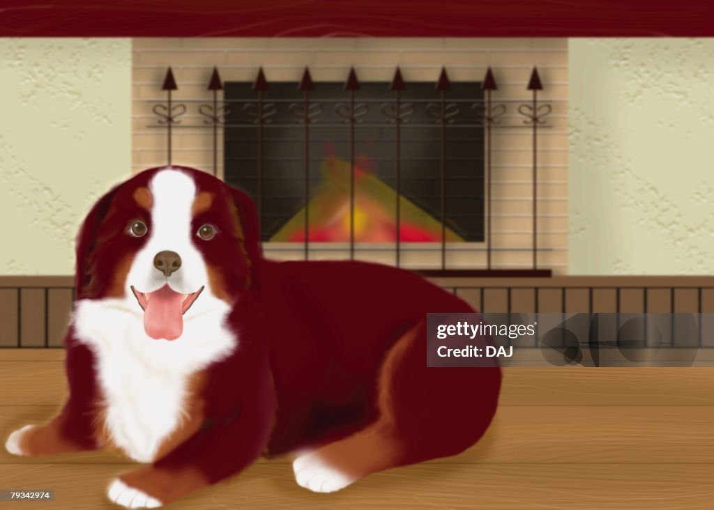 Bernese Mountain Dog lying in front of fireplace, front view