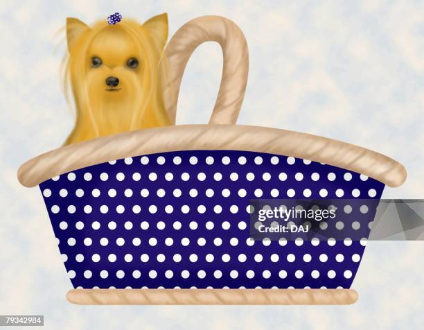 yorkshire terrier in a basket, front view - yorkshire terrier stock illustrations