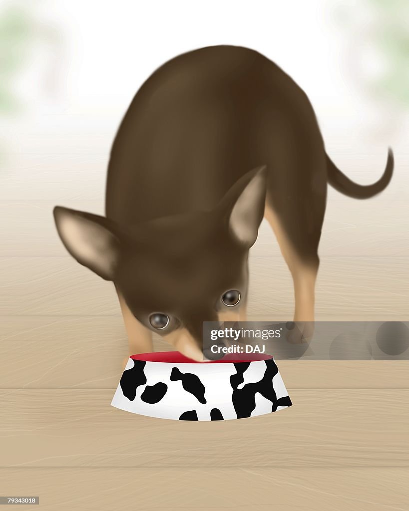 Chihuahua eating food in dog bowl, front view, differential focus