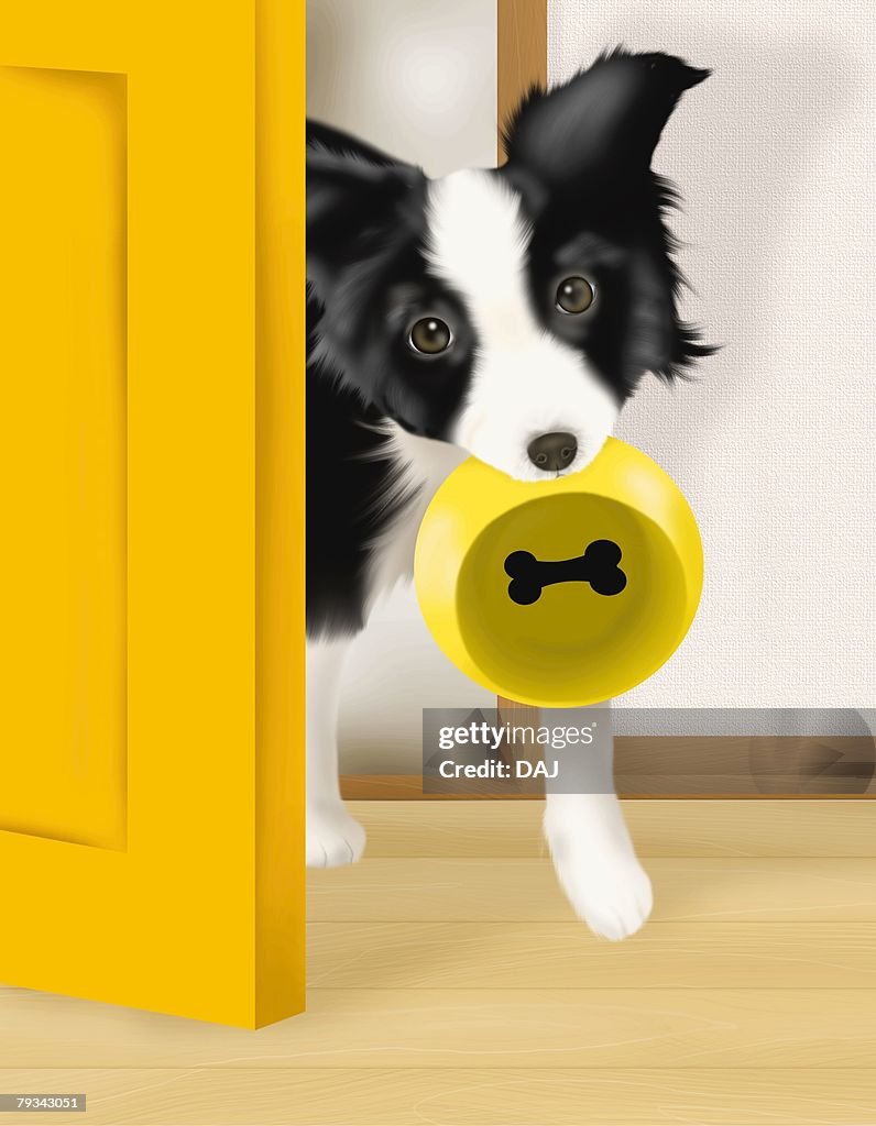 Border Collie puppy holding a dog bowl in mouth, front view