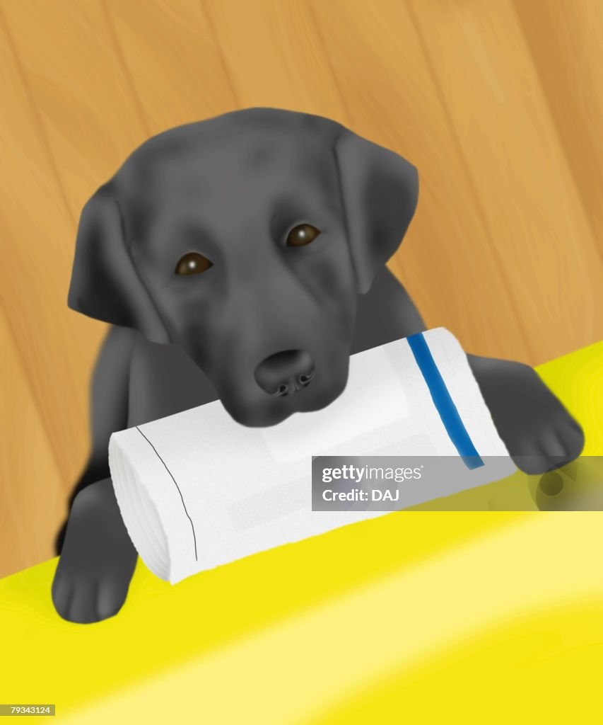 Black Labrador Retriever holding newspaper in mouth, high angle view, differential focus