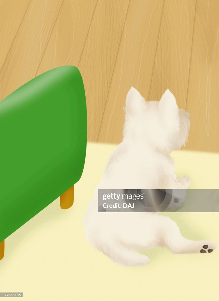Westie lying beside sofa, high angle view