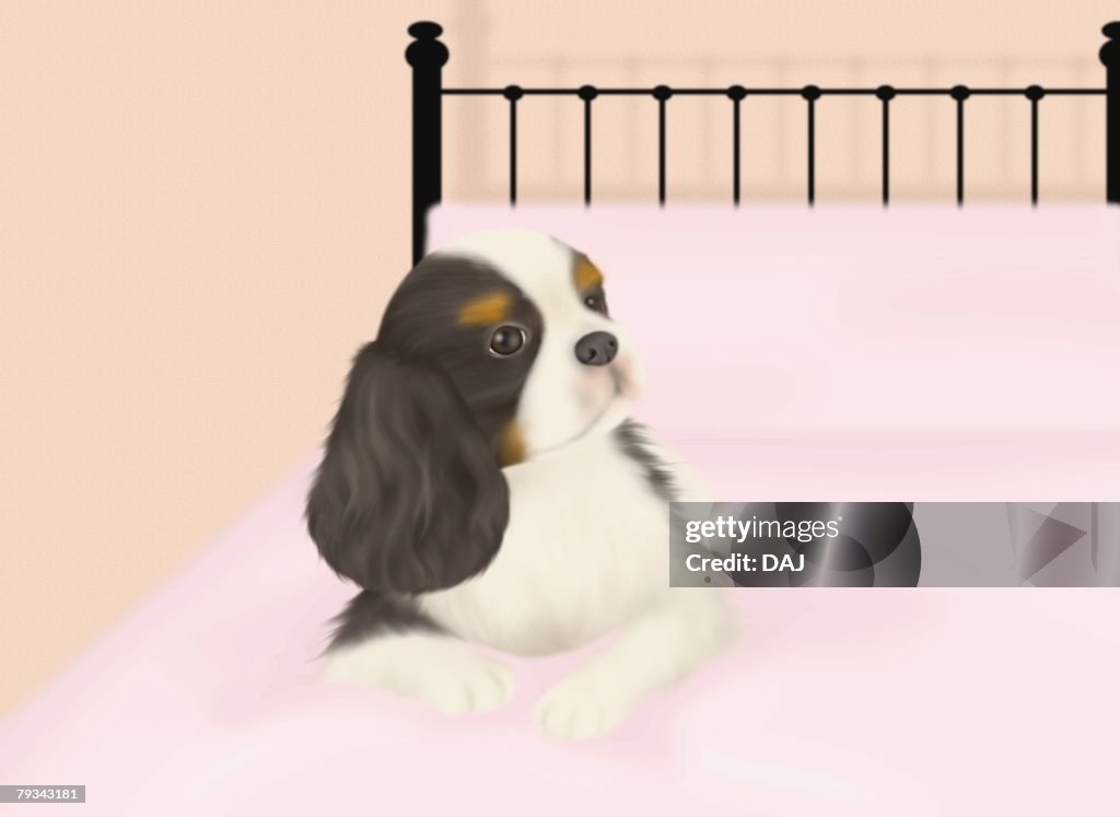 Cavalier King Charles Spaniel lying on bed, front view, pink background