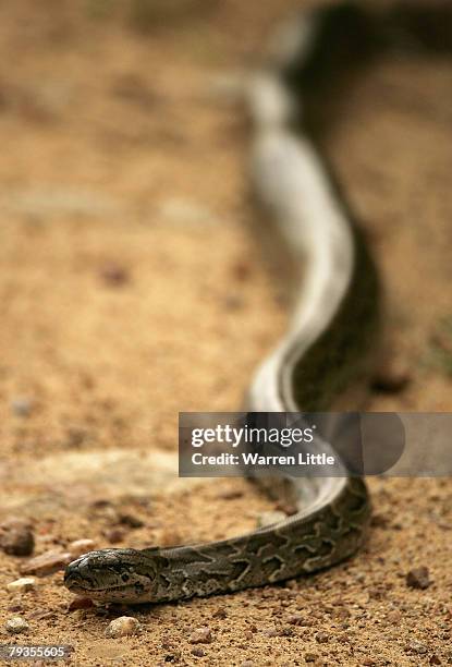 African Rock Python Photos and Premium High Res Pictures - Getty Images