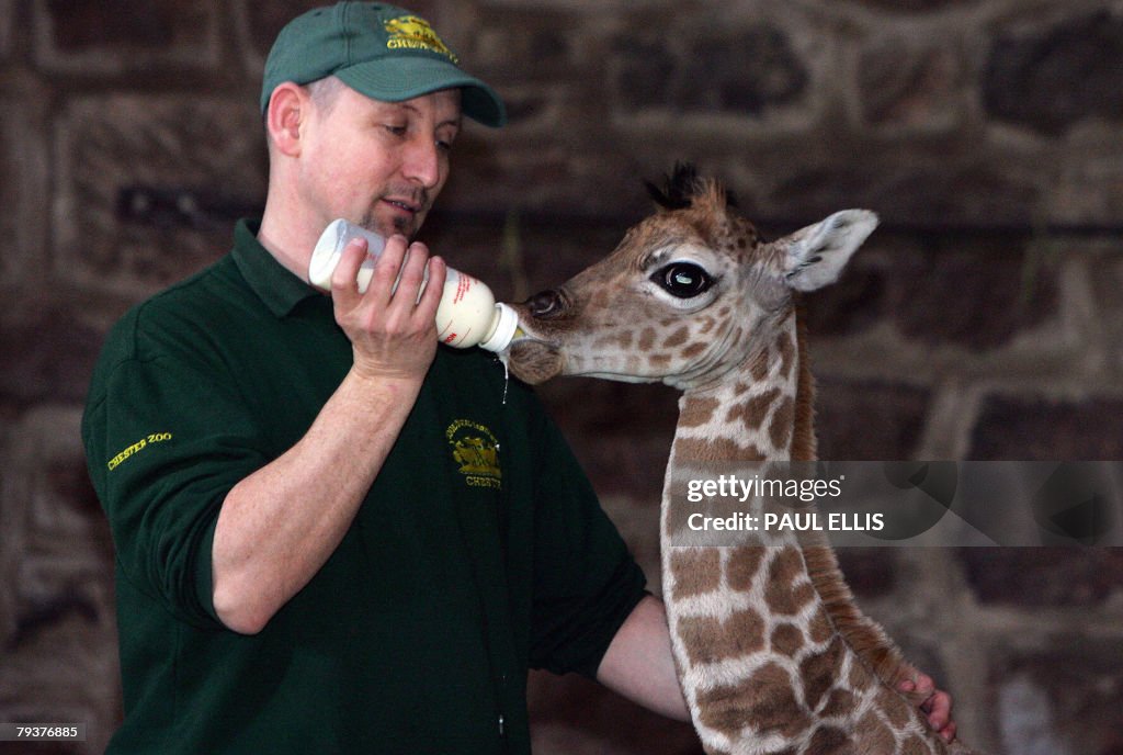 Margaret, a 10 day old Rothschild giraff