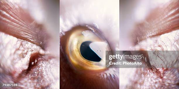 paa102000015 - vitreous stock pictures, royalty-free photos & images