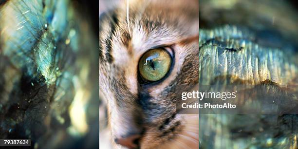 paa102000035 - camouflaged cat ストックフォトと画像