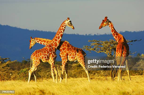 reticulated giraffes (giraffa camelopardalis reticulata) necking, sweetwater's game reserve, laikipia, kenya, africa - necking stock-fotos und bilder