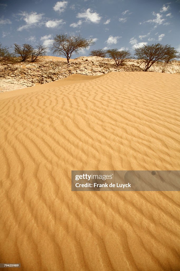 Sand dunes shaped by Shamals (perpetual Sand Storms), with some Ghaf trees( Prosopis cineraria) in distance. Al Ain, Abu Dhabi, United Arab Emirates