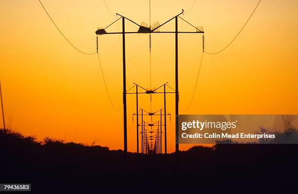 powerlines at dusk. madikwe game reserve, north west province, south africa - wildschutzgebiet madikwe stock-fotos und bilder