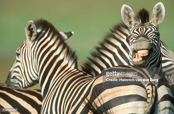 burchell's zebra (equus burchellii). tala private reserve, kwazulu natal midlands, south africa - natal foto e immagini stock