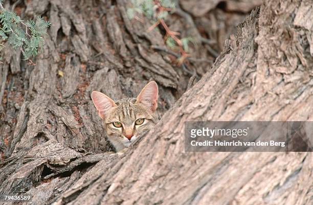african wild cat (felis silvestris cafra) in a tree. kgalagadi transfrontier park, botswana, southern africa - african wildcat stock pictures, royalty-free photos & images