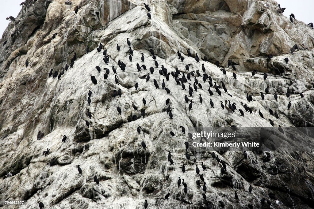 USA - Farallon Islands