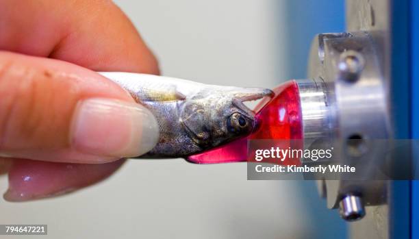 Juvenile Chinook Salmon is implanted with a tiny metal tag in its head at the Nimbus Fish Hatchery in Rancho Cordova. The tag is laser-engraved with...