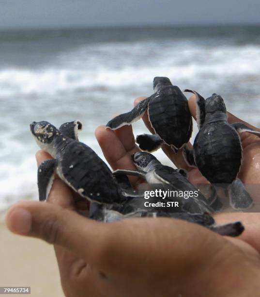 Turtle Del Rio Rio Turtle Photos and Premium High Res Pictures - Getty Images