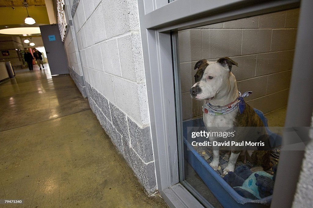 Household Pets Become Latest Victims Of Foreclosure Crisis