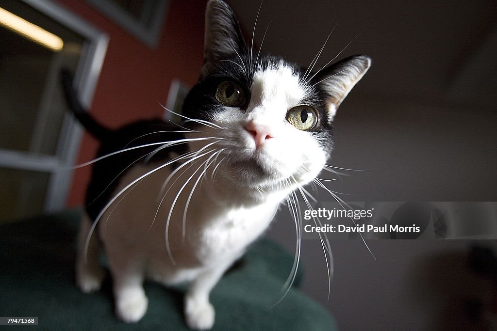 Household Pets Become Latest Victims Of Foreclosure Crisis