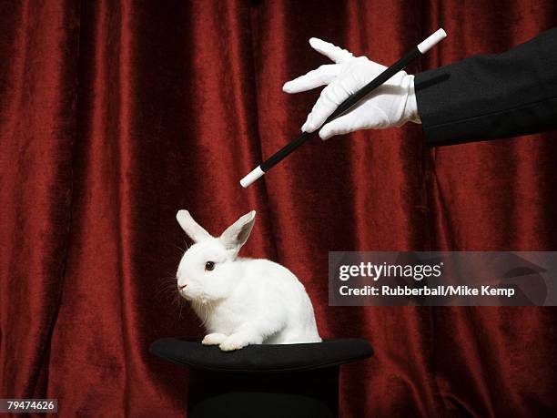 pulling a rabbit out of a hat - goochelshow stockfoto's en -beelden