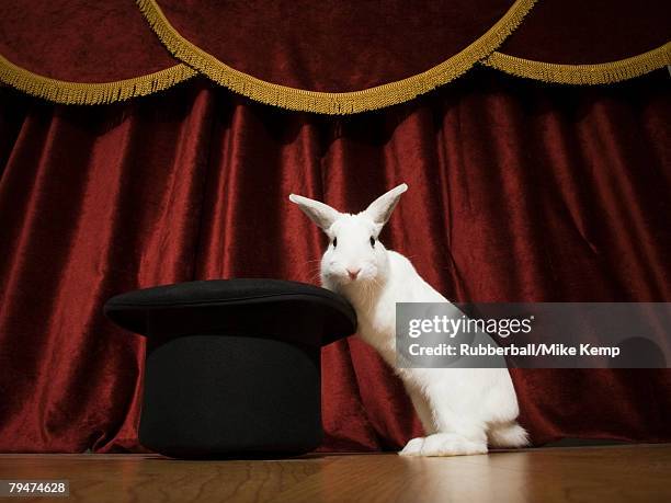 rabbit in a hat - rabbit hat stock pictures, royalty-free photos & images
