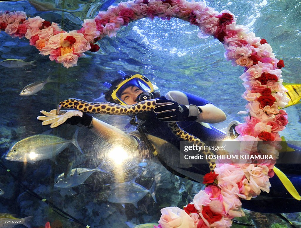 A female diver displays a sea snake duri